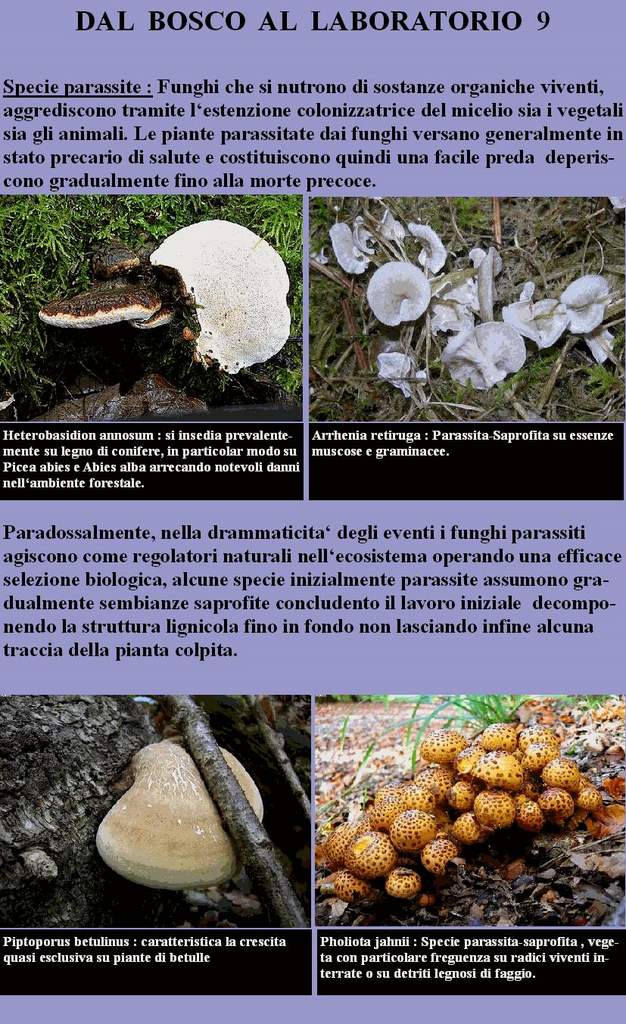 Dal Bosco al Laboratorio